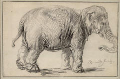Rembrandt-1637-elefante-Albertina